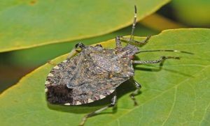 Read more about the article Biosecurity of the Brown Marmorized Stink Bug